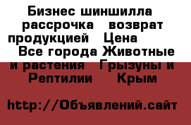 Бизнес шиншилла, рассрочка - возврат продукцией › Цена ­ 4 500 - Все города Животные и растения » Грызуны и Рептилии   . Крым